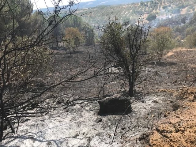 Orman yangını kontrol altına alındı