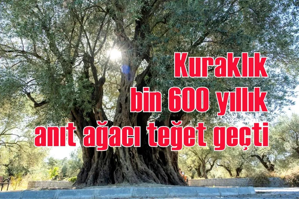 Kuraklık bin 600 yıllık anıt ağacı teğet geçti