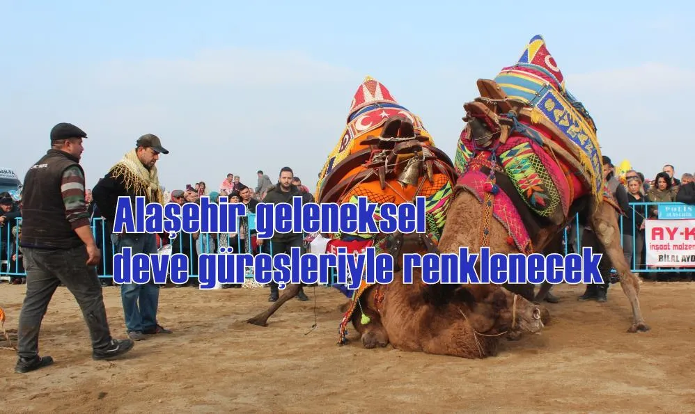 Alaşehir geleneksel deve güreşleriyle renklenecek